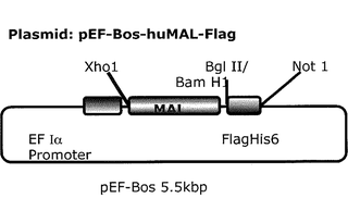 pEF-Bos MAL Flag质粒图谱